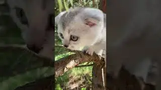 kitten-on-a-tree-branch