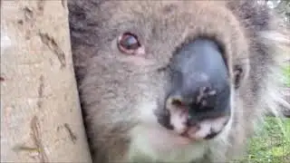 Cutest Koala Video Compilation