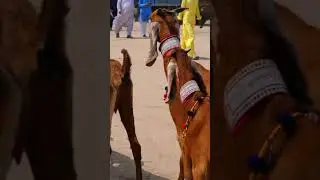 jatan goats breed || Sindhi goats || Sindhi breed