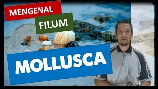 Mengenal Filum Molusca