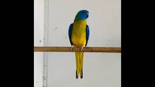 Male Wildtype Neophema Pulchella - Turquoisine Parrots  from Neophema Paradise