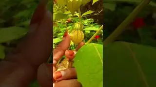 Physalis angulata plant 🤩😋 #medicinal plant #youtubeshorts
