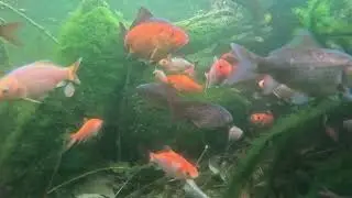Unsere Fische WAT21