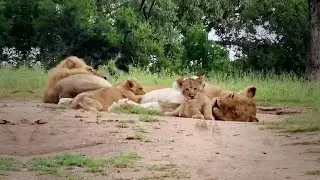 Lion Family with 2 Adorable Little Lion Cubs (Botswana, South Africa)