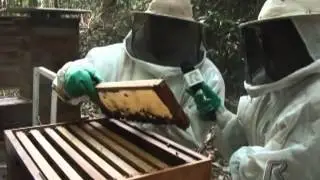 Nossa equipe acompanhou a extração de mel dentro dos apiários na mata.