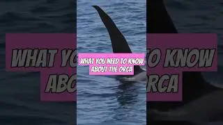 Orca: The Ocean's Apex Predator #orcas #whales #oceans