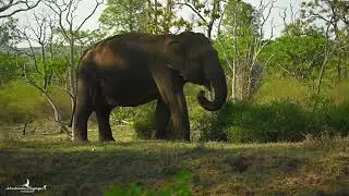 Unveiling the Treasures of South Indian Jungles!