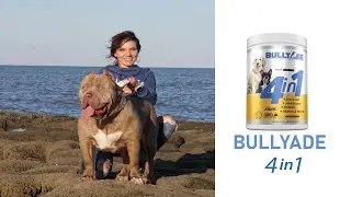 Best BULLYADES NEW 4-in-1 Supplements FOR American Bully Puppies in 2022