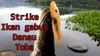 Strike Ikan gabus Danau Toba