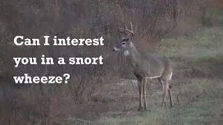 Whitetail buck says 