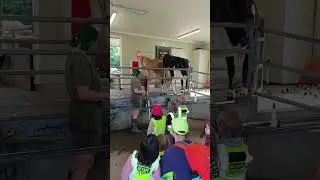 Научитесь доить коров #НоваяЗеландия