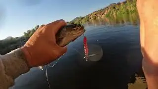 First trip to Salt River of the trout season