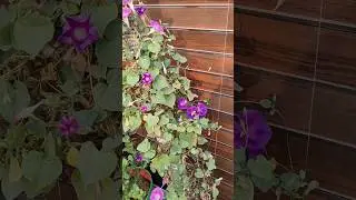 free me seeds or plants bhi 🤗🤗 #freeplant #gardenupdate #plantgrowingtips #homegardening #freeseeds