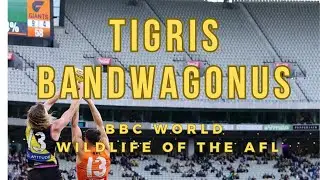 BBC Wildlife of the AFL - Tigris Bandwagonus