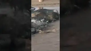 VAE, Fujairah Al Agah Beach, Fischfang, Fischer, Fishing, Tuna, UAE, Indischer Ozean ##fishing