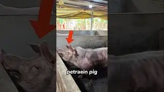 Most muscular pig 🐖 ever 🤯 he is more muscular than you 😂