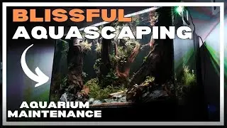 PLANTED AQUARIUM MAINTENANCE - 4K Cinematic