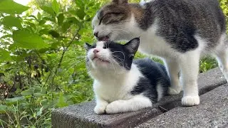 夏よりあつい♡仲良し猫コンビの毛づくろいタイム