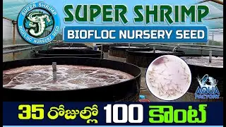 Biofloc Shrimp Farming | Super Shrimp Biofloc Nursery seed Hatchery | Shrimp Farming | Aqua Factory