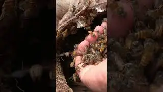 Hiving a wild colony |Herland's honey#honeybeefarming#honey#beefarm #beefarming#udumalpet#coimbatore