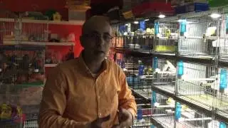 انتاج الكناري والاضاءة اللازمة يوميا الحلقة الثالثة