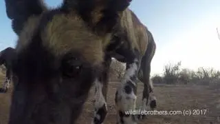 GoPro camera stolen by wild dogs pups at Laikipia area in Kenya