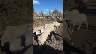 using GPS virtual fence collars is saving us near 4 hours a week in labor and 2/3rds our feed bill!