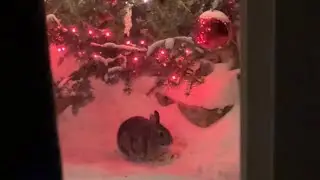 Keeping My Wild Bunnies Happy! 😆 
