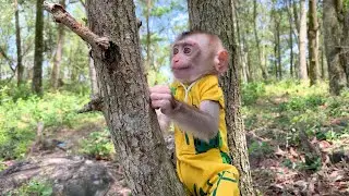 Monkey Puka with his family walking in the forest
