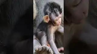 Adorable baby monkey #monkeynature #monkey #babymonkey #cute