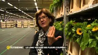 Les Pays-Bas, le passage obligé des fleurs coupées