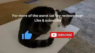 My DRAMATIC cats fighting while doing a Christmas cat toy review. 😂#youtube #viralvideo #funnycats
