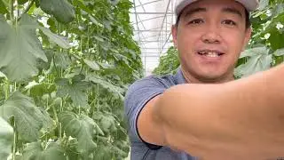 Rock melon Farm made by mekong farm in Siem Riep Cambodia