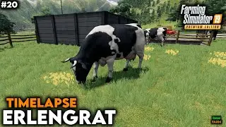 Purchase of 20 cows, fertilization, weeding & sale of silage bale - FS19 Timelapse (Erlengrat) | #20