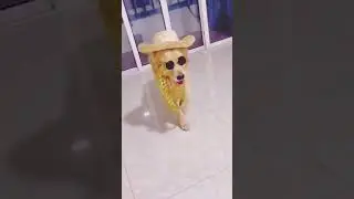 This Dog Thinks He&rsquo;s on Paris Runway 😂