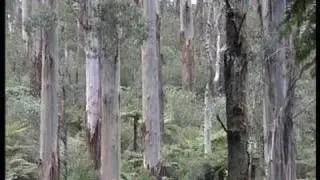 Tarra Bulga National Park Gippsland Victoria Australia