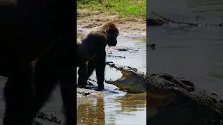 Gorilla vs Crocodile: Unexpected Jungle Fight! 🦍💥 #AnimalShowdown
