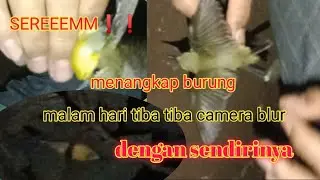 SEREEMM❗nangkap burung malam hari tiba tiba kamera blur dengan sendirinya#burung#nangkapburung