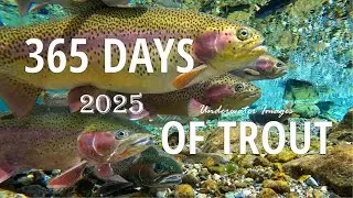 Тайная жизнь форели: 365 дней под водой | Фотографии форели 2025 года