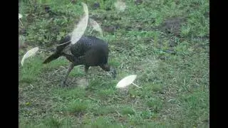 Turkeys