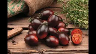 Minizorro: Il nuovo pomodoro nero di alta qualità!
