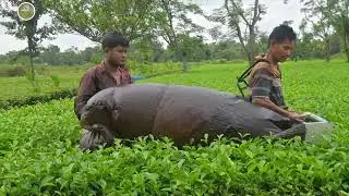 Tea garden machin  technology/Tea plucking machin /one hours 500kg  plucking