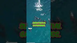 Dolphin Delights: Social Structure #animalfacts #shorts #short #dolphinfacts #dolphin #dolphins