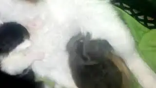 Милые котята :)