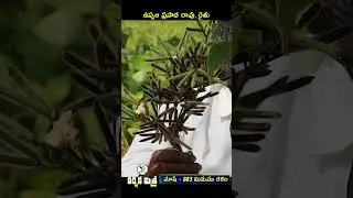 This short variety gives good yield || Best Black gram Variety Mash - 883 || Karshaka Mitra #shorts