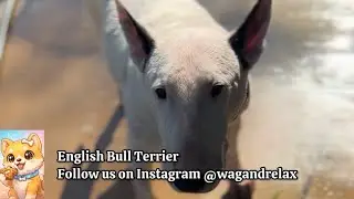 English Bull Terrier Being Calm & Curious 🐾✨
