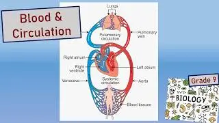 1 Blood and circulation