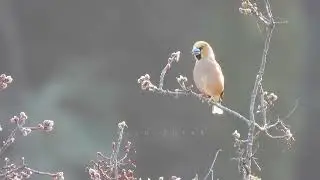 Hawfinch Singing, Calling, Displaying