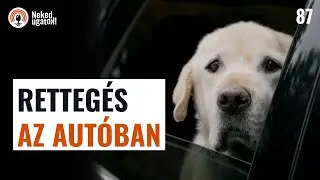 Hogyan kezeld, ha a kutyád fél vagy őrjöng az autóban? | #87