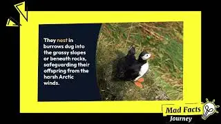 Exploring Iceland's Puffin Colony - The World's Largest Gathering of Puffins!